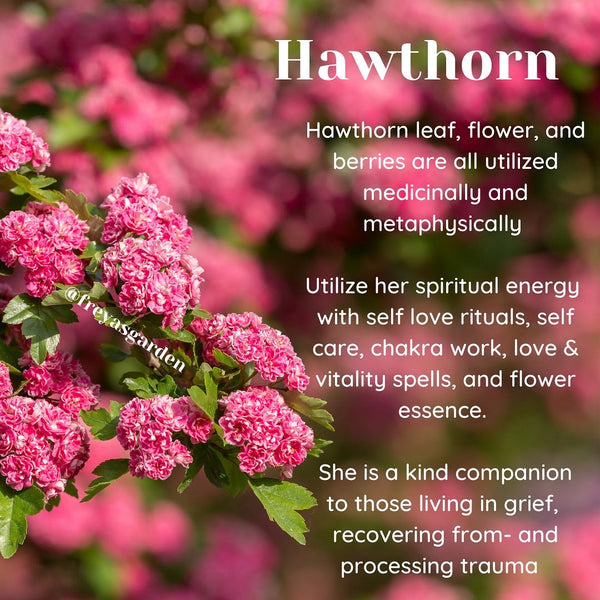 Hawthorn Flower Essence